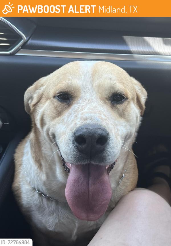 Found/Stray Female Dog last seen Andrews hwy and Michigan Ave, Midland, TX 79703