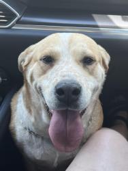 Found/Stray Female Dog last seen Andrews hwy and Michigan Ave, Midland, TX 79703