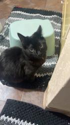 Lost Male Cat last seen Wynheaven apt , Hillsboro, OR 97006