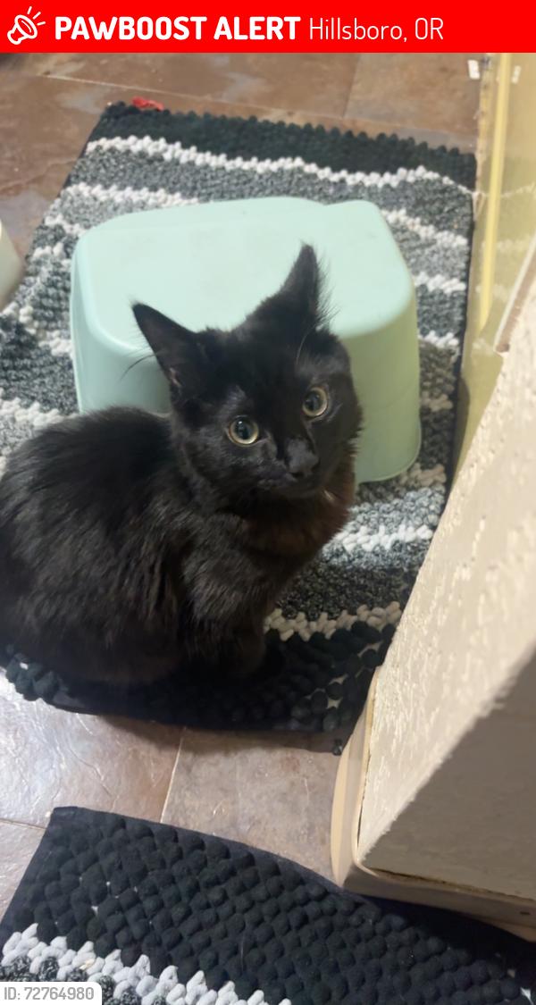 Lost Male Cat last seen Wynheaven apt , Hillsboro, OR 97006