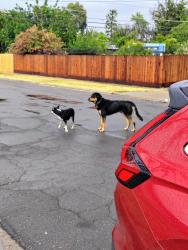 Found/Stray Unknown Dog last seen DD's discounts, Dollar Tree, Fresno, CA 93705