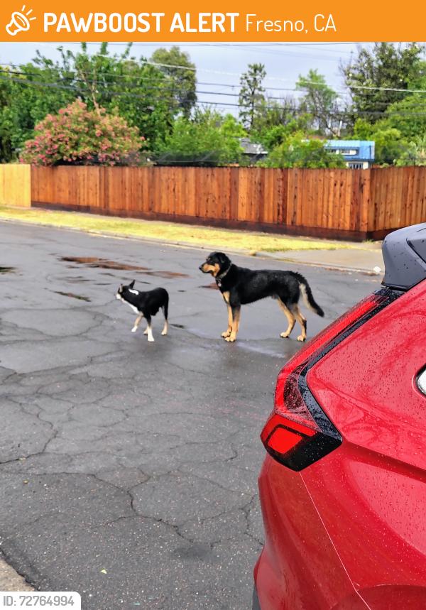 Found/Stray Unknown Dog last seen DD's discounts, Dollar Tree, Fresno, CA 93705