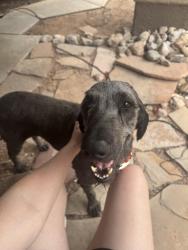 Found/Stray Male Dog last seen Mountain View high school, Pima County, AZ 85743