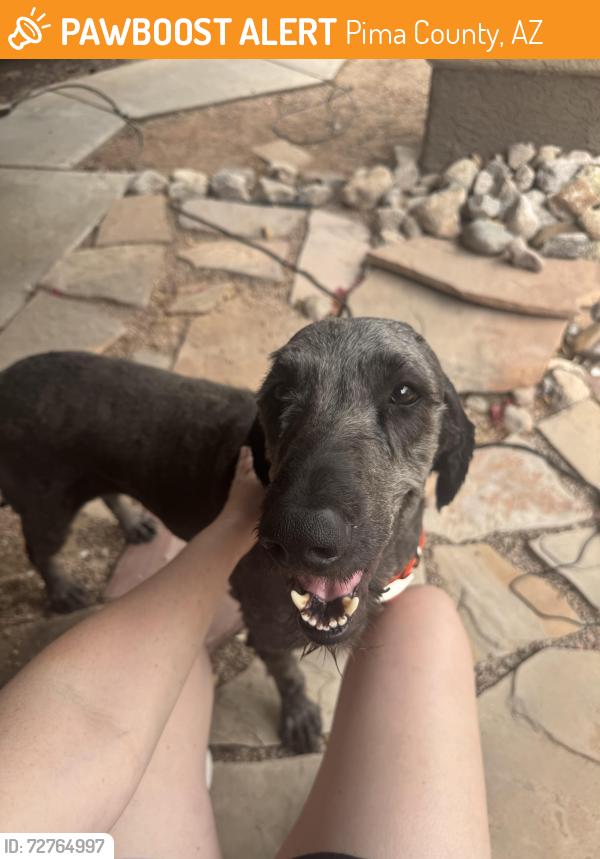 Found/Stray Male Dog last seen Mountain View high school, Pima County, AZ 85743