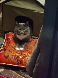 Lost Male Cat last seen Sunnyside street , Boston, MA 02136