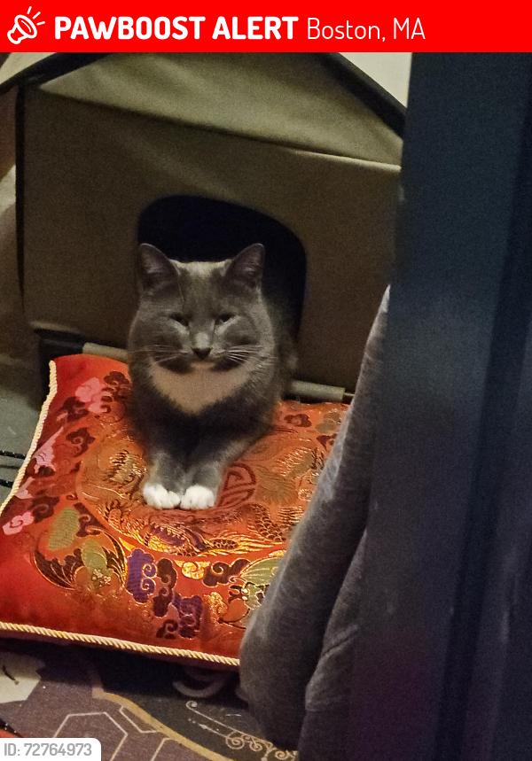 Lost Male Cat last seen Sunnyside street, Boston, MA 02136