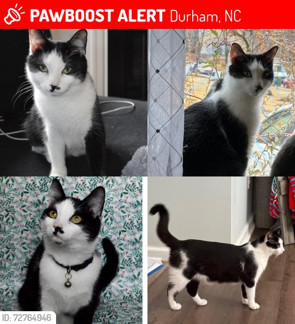 Lost Female Cat last seen Swan mills neighborhood, Durham, NC 27704