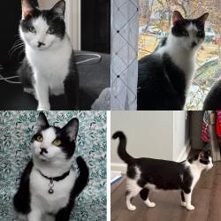 Lost Female Cat last seen Swan mills neighborhood, Durham, NC 27704