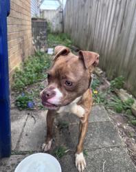 Found/Stray Female Dog last seen S Roys and Rosedale, Columbus, OH 43204