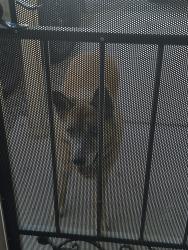 Found/Stray Male Dog last seen Cartagena ave Sw , Albuquerque, NM 87121