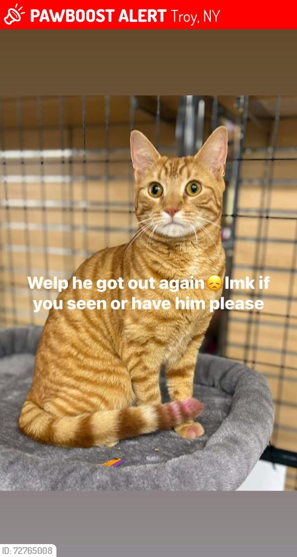 Lost Male Cat last seen 102st and 7th ave Lansingburgh ny , Troy, NY 12180