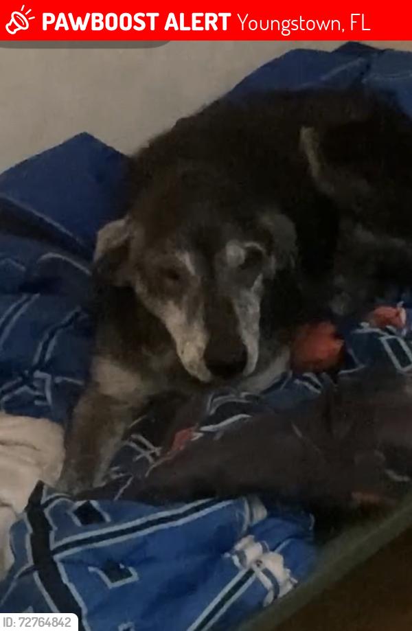 Lost Male Dog last seen  Highway 2301 youngstown, Youngstown, FL 32466