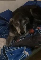 Lost Male Dog last seen  Highway 2301 youngstown, Youngstown, FL 32466