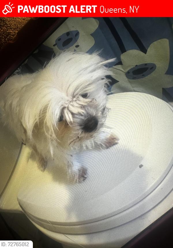 Found/Stray Female Dog last seen Near woodhaven blvd , Queens, NY 11385