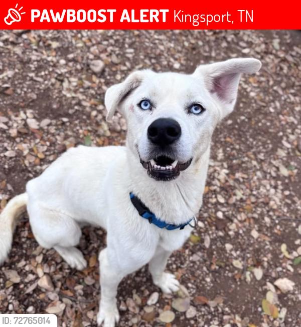 Lost Male Dog last seen Mill Creek Rd & Sonnett, Kingsport, TN 37664