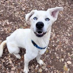 Lost Male Dog last seen Mill Creek Rd & Sonnett, Kingsport, TN 37664