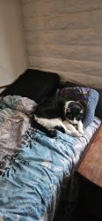 Lost Female Cat last seen Greasewood , Tucson, AZ 85745