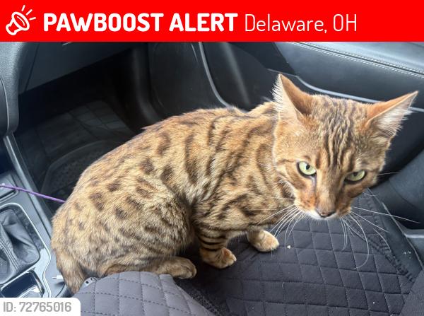 Lost Male Cat last seen Kroger distibution, Delaware, OH 43015