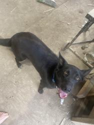 Found/Stray Female Dog last seen 25th street and davis, Huntington, WV 25705