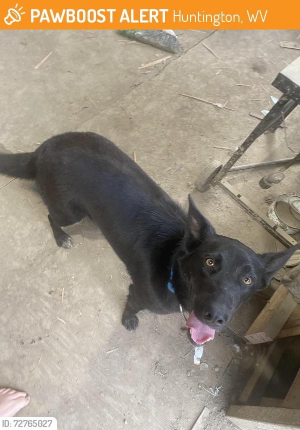 Found/Stray Female Dog last seen 25th street and davis, Huntington, WV 25705