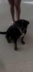 Found/Stray Male Dog last seen Historic Sanford Stadium, Sanford, FL 32771