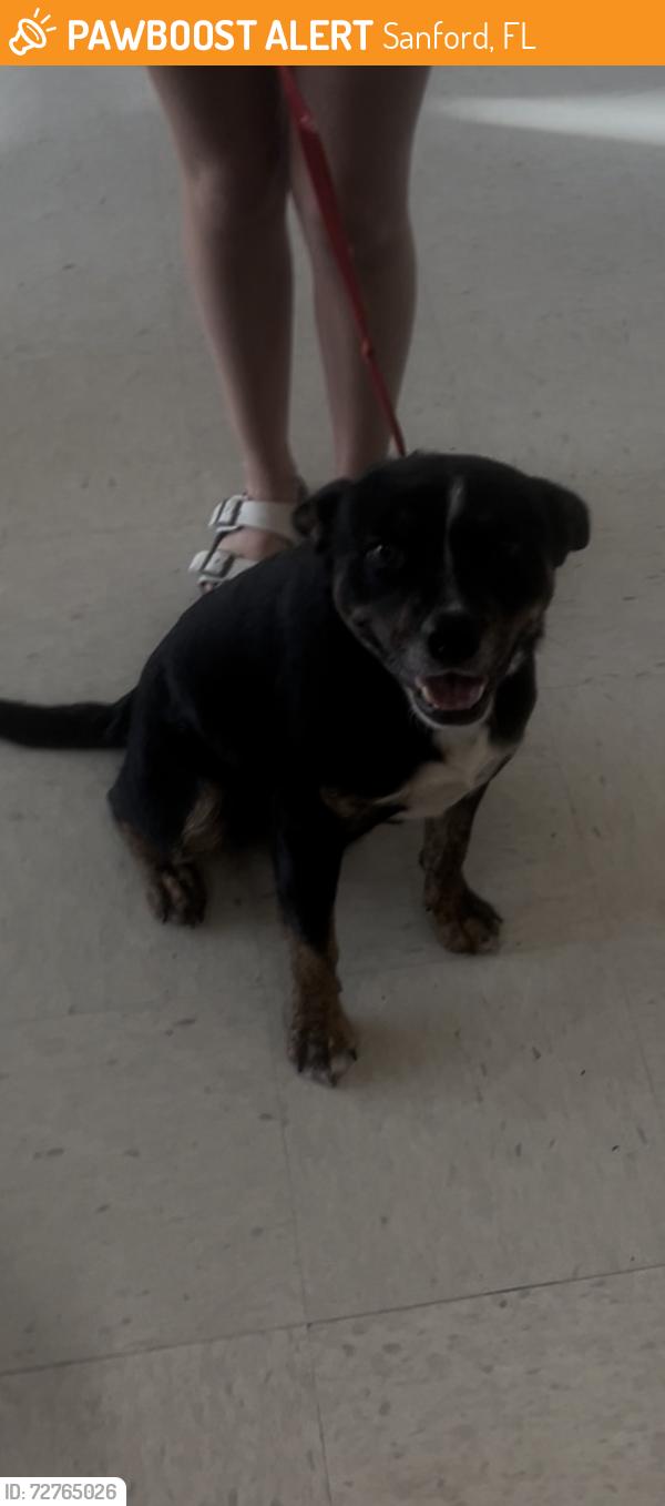 Found/Stray Male Dog last seen Historic Sanford Stadium, Sanford, FL 32771