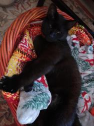 Lost Male Cat last seen Country club rd and westchester, High Point, NC 27262