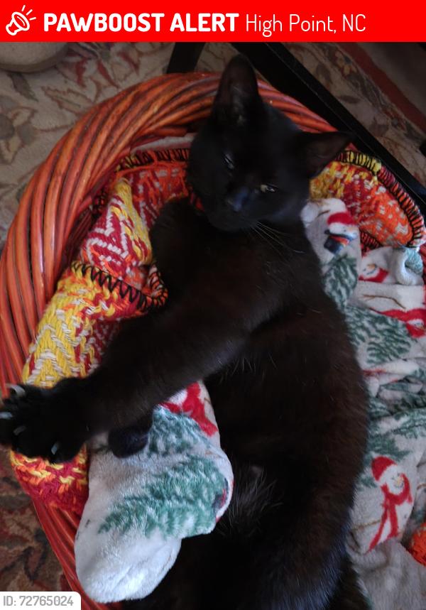 Lost Male Cat last seen Country club rd and westchester, High Point, NC 27262