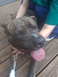 Found/Stray Male Dog last seen Se Woodland ave, Topeka, KS 66607