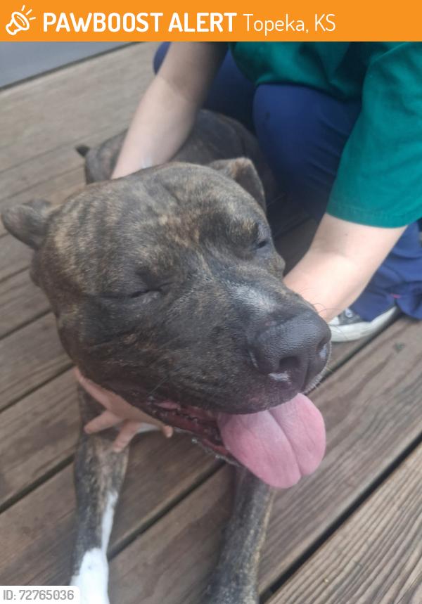 Found/Stray Male Dog last seen Se Woodland ave, Topeka, KS 66607
