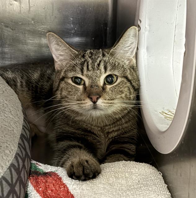 Shelter Stray Female Cat last seen Near , Indianapolis, IN 46221