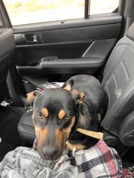 Found/Stray Male Dog last seen I 8 on ramp, Boulevard, CA 91905