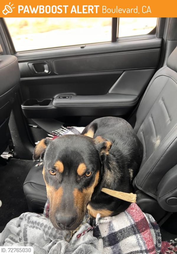 Found/Stray Male Dog last seen I 8 on ramp, Boulevard, CA 91905
