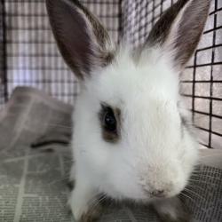 Shelter Stray Male Other last seen , Los Angeles, CA 90047