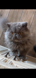 Lost Male Cat last seen Sea air park , Oxnard, CA 93035