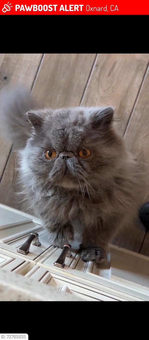 Lost Male Cat last seen Sea air park , Oxnard, CA 93035