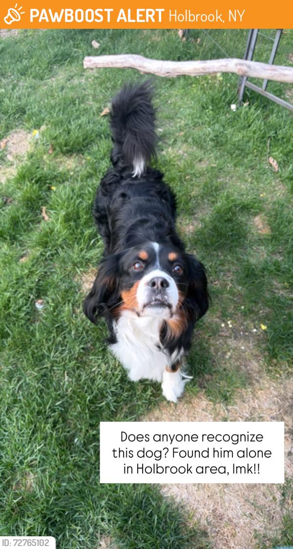 Found/Stray Male Dog last seen Holbrook commons, Holbrook, NY 11741