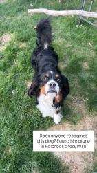 Found/Stray Male Dog last seen Holbrook commons, Holbrook, NY 11741