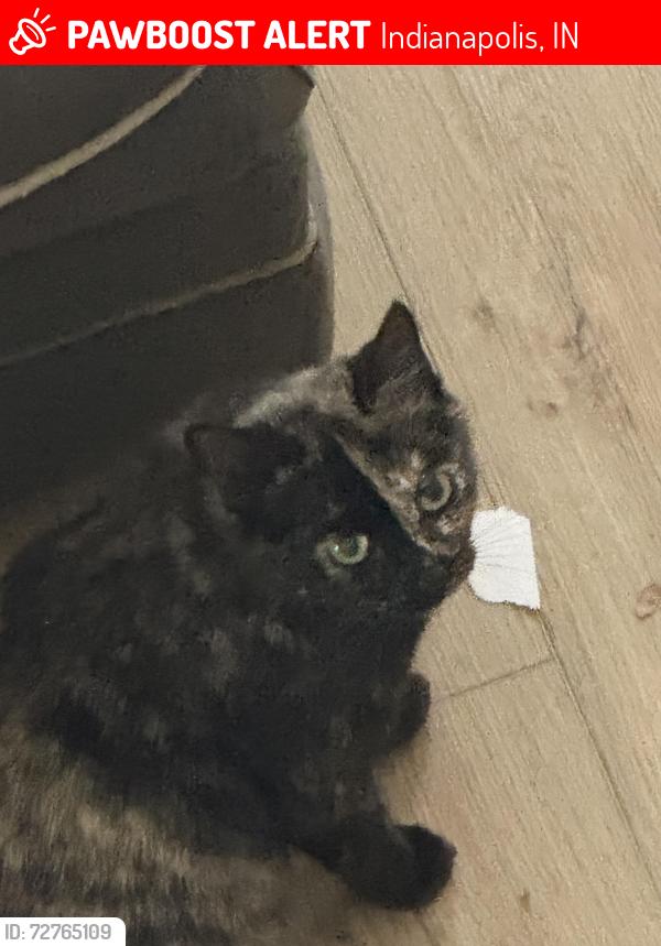 Lost Female Cat last seen Rutiers and 15th St, Indianapolis, IN 46219