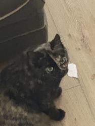 Lost Female Cat last seen Rutiers and 15th St, Indianapolis, IN 46219