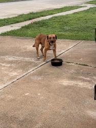 Found/Stray Male Dog last seen Range elementary, Mesquite, TX 75150