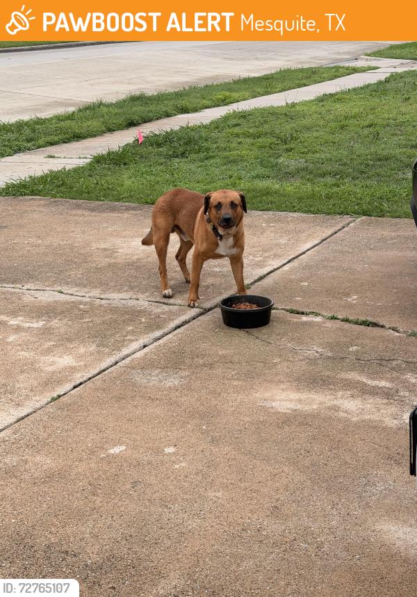 Found/Stray Male Dog last seen Range elementary, Mesquite, TX 75150