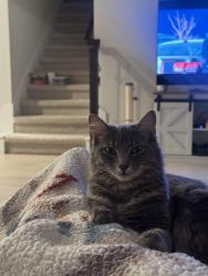 Lost Female Cat last seen Stone Branch and Oak Chase Way , Leander, TX 78641