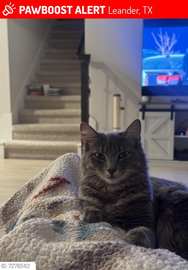 Lost Female Cat last seen Stone Branch and Oak Chase Way , Leander, TX 78641
