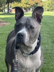 Lost Female Dog last seen Wayne Morse Park, Eugene, OR 97405
