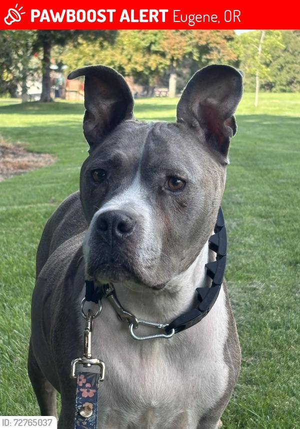 Lost Female Dog last seen Wayne Morse Park, Eugene, OR 97405