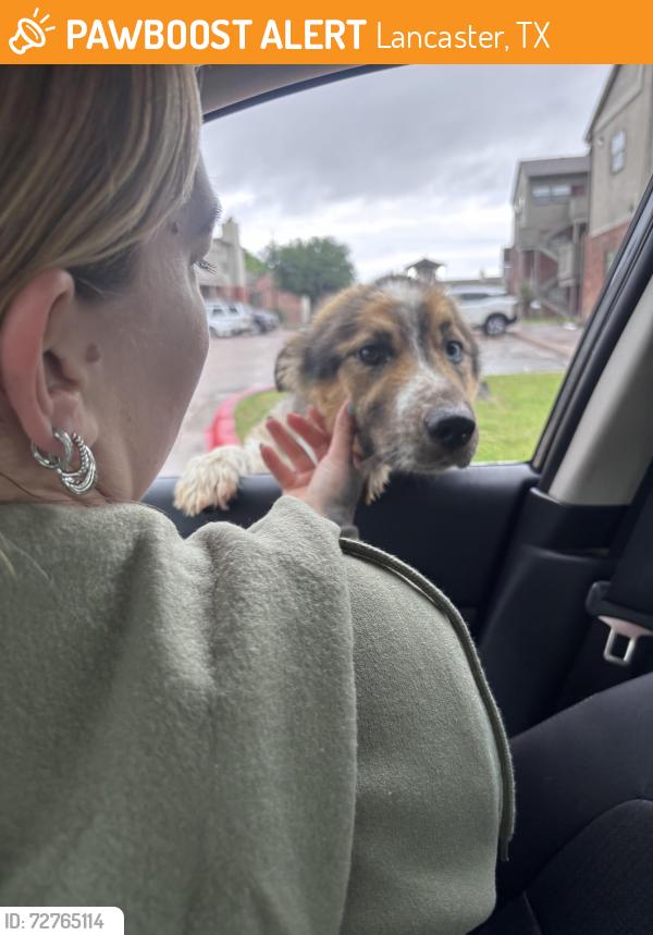 Found/Stray Male Dog last seen Portovino aprments, Lancaster, TX 75146