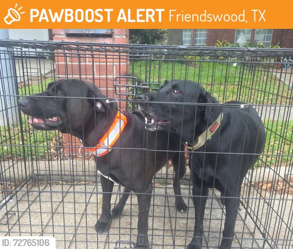 Found/Stray Male Dog last seen Friendswood link rd, Friendswood, TX 77546