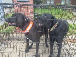 Found/Stray Male Dog last seen Friendswood link rd, Friendswood, TX 77546