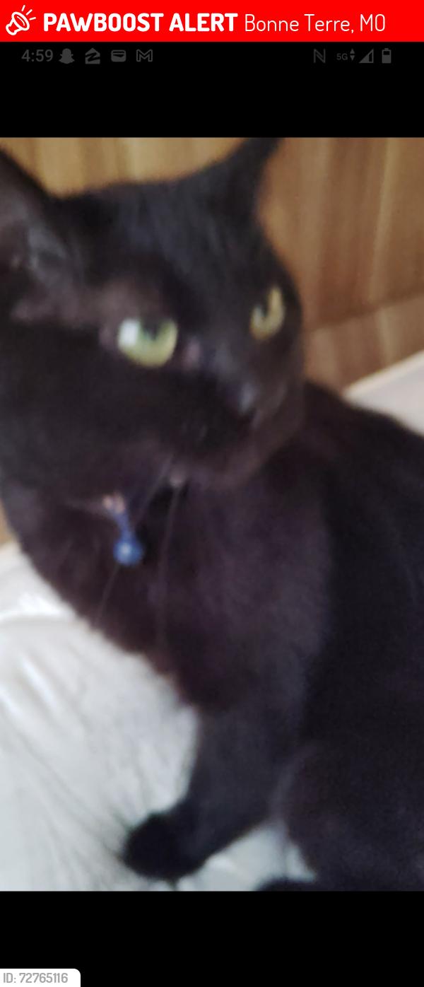 Lost Male Cat last seen Near hwy k bonne terre, Bonne Terre, MO 63628